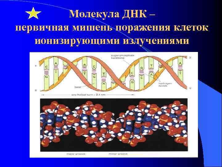 Молекула ДНК – первичная мишень поражения клеток ионизирующими излучениями 