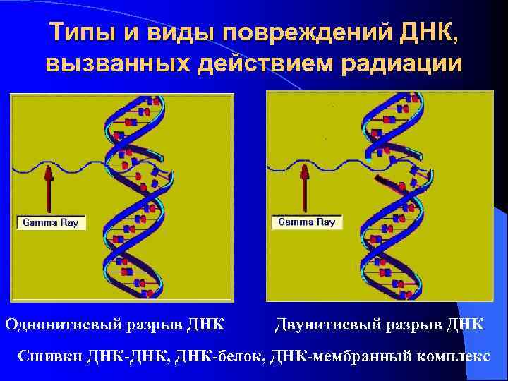 Типы и виды повреждений ДНК, вызванных действием радиации Однонитиевый разрыв ДНК Двунитиевый разрыв ДНК