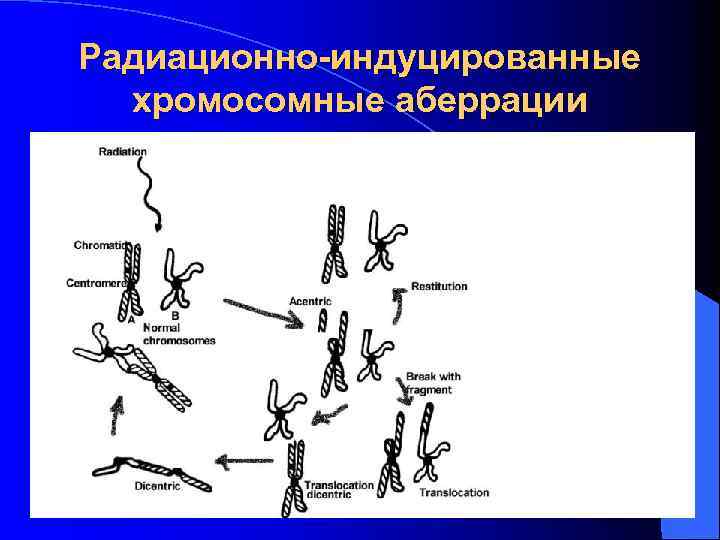 Радиационно-индуцированные хромосомные аберрации 