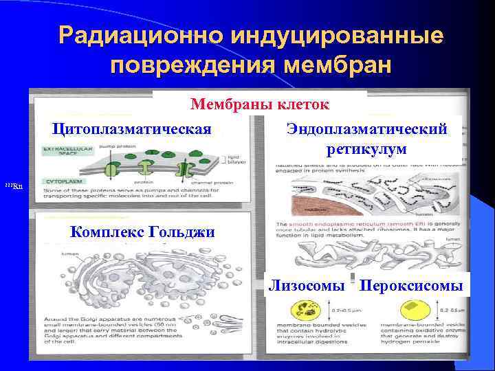 Радиационно индуцированные повреждения мембран Мембраны клеток Цитоплазматическая Эндоплазматический ретикулум 222 Rn Комплекс Гольджи Лизосомы