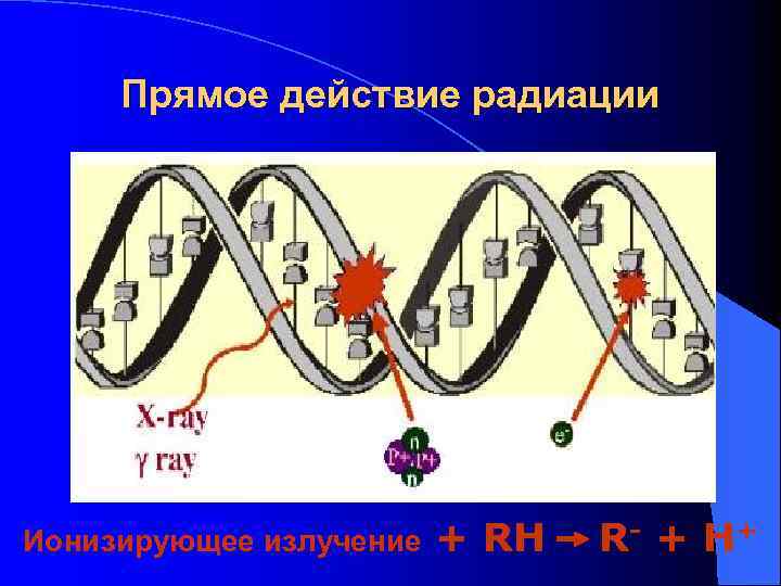 Прямое действие радиации Ионизирующее излучение + RH R- + H + 
