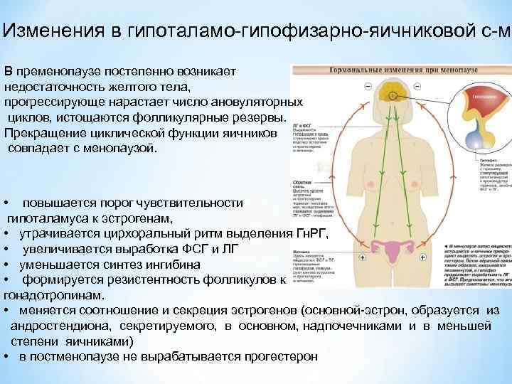 Изменения в гипоталамо-гипофизарно-яичниковой с-ме В пременопаузе постепенно возникает недостаточность желтого тела, прогрессирующе нарастает число