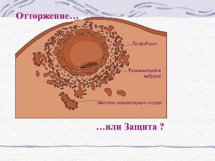 Отторжение… Трофобласт Развивающийся эмбрион Маточно плацентарные сосуды …или Защита ? 