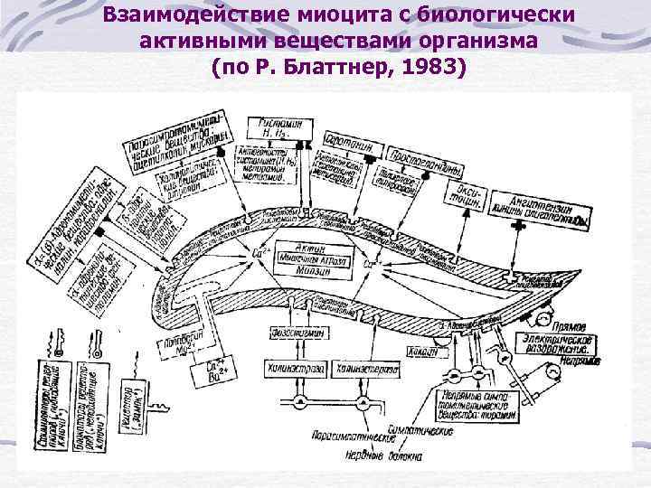 Взаимодействие миоцита с биологически активными веществами организма (по Р. Блаттнер, 1983) 