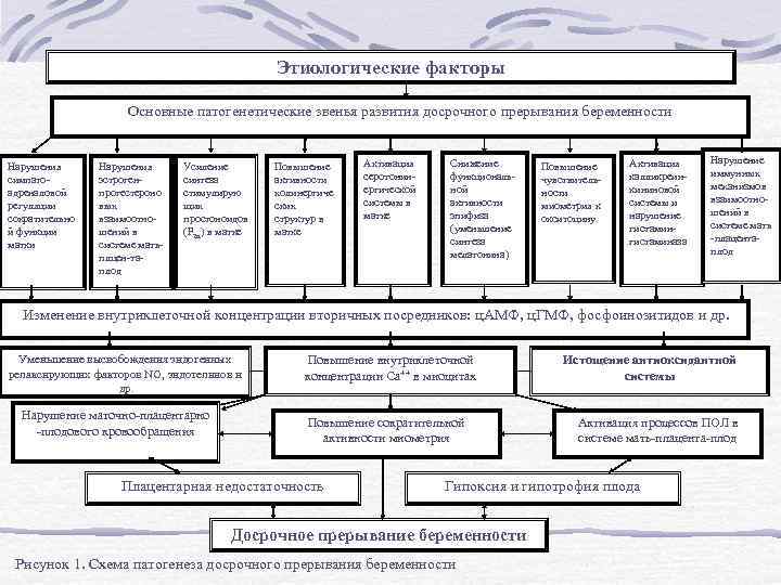  Этиологические факторы Основные патогенетические звенья развития досрочного прерывания беременности Нарушения симпато адреналовой регуляции