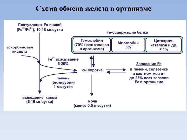 Схема обмена железа в организме 