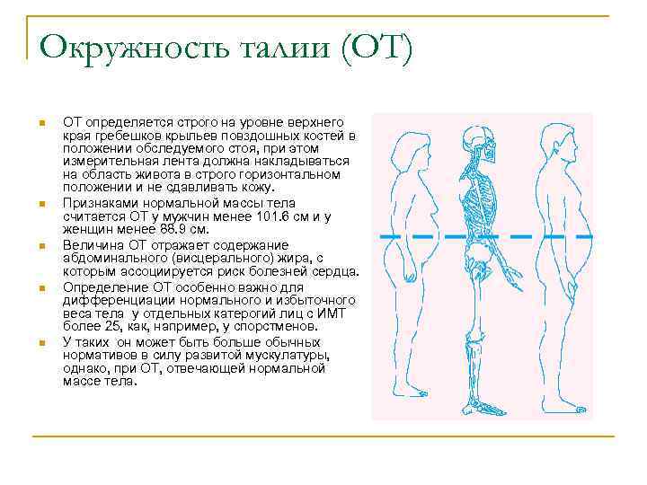 Окружность талии (ОТ) n n n ОТ определяется строго на уровне верхнего края гребешков