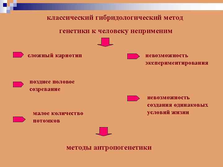классический гибридологический метод генетики к человеку неприменим сложный кариотип невозможность экспериментирования позднее половое созревание