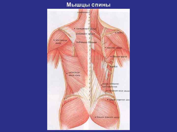 Мышцы спины 