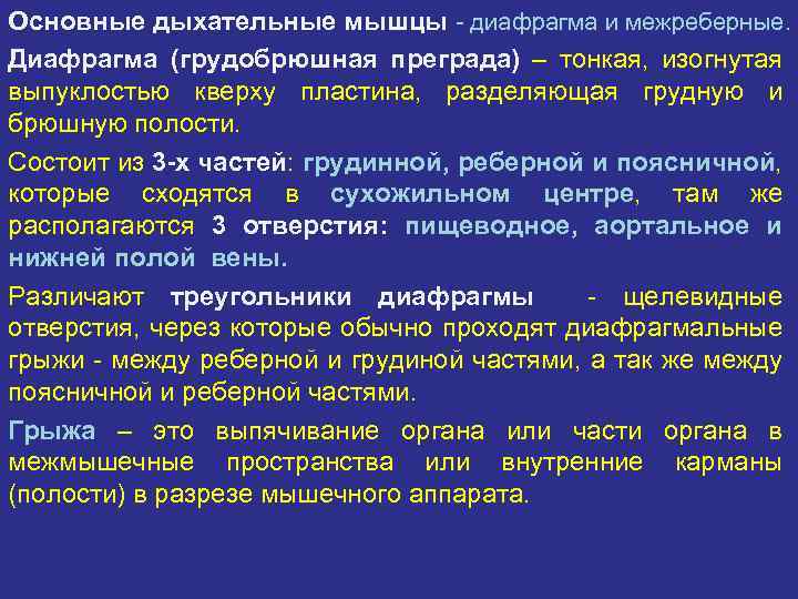 Основные дыхательные мышцы - диафрагма и межреберные. Диафрагма (грудобрюшная преграда) – тонкая, изогнутая выпуклостью