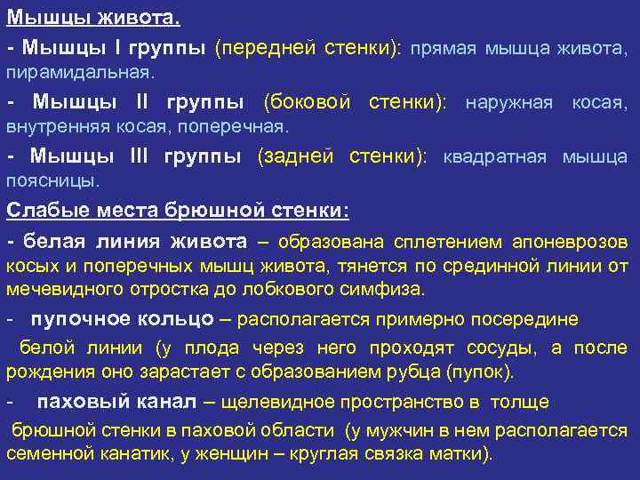 Мышцы живота. - Мышцы I группы (передней стенки): прямая мышца живота, пирамидальная. - Мышцы