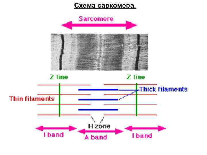 Саркомер рисунок гистология