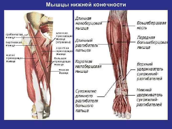 Анатомия ноги человека мышцы и связки ниже колена фото