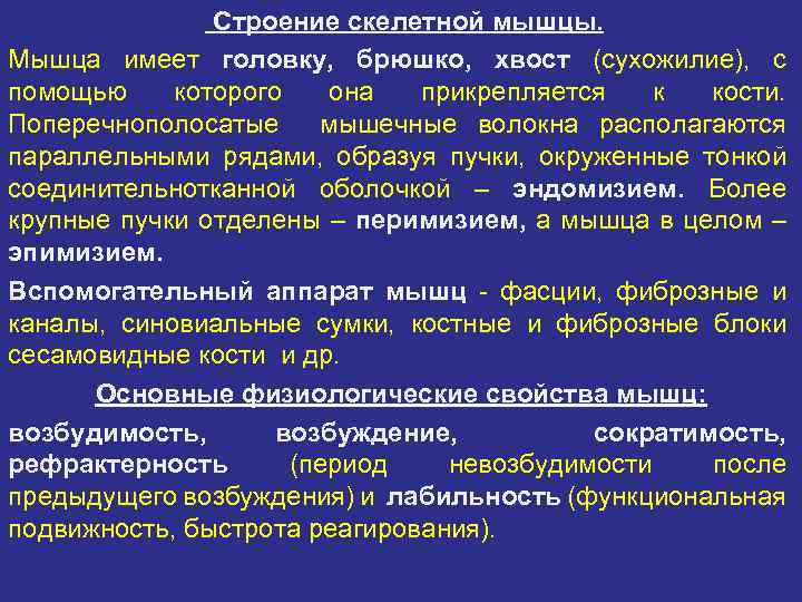 Строение скелетной мышцы. Мышца имеет головку, брюшко, хвост (сухожилие), с помощью которого она прикрепляется