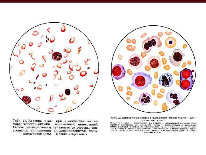 Клетки крови фото с названиями
