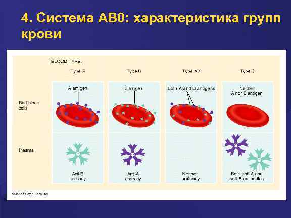 4. Система AB 0: характеристика групп крови 