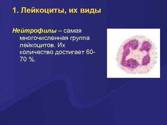 1. Лейкоциты, их виды Hейтpофилы – самая многочисленная гpуппа лейкоцитов. Их количество достигает 6070