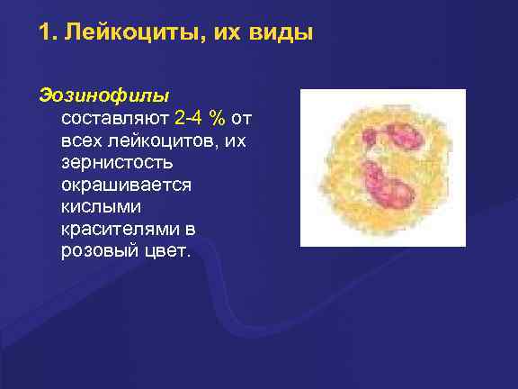 1. Лейкоциты, их виды Эозинофилы составляют 2 -4 % от всех лейкоцитов, их зеpнистость