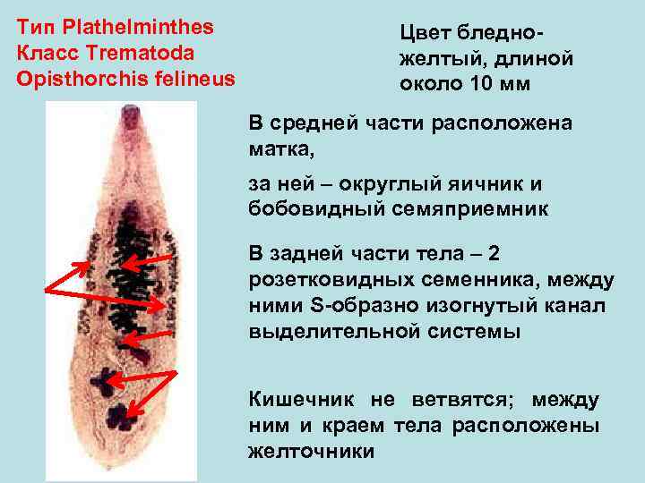 Тип Plathelminthes Класс Trematoda Opisthorchis felineus Цвет бледножелтый, длиной около 10 мм В средней