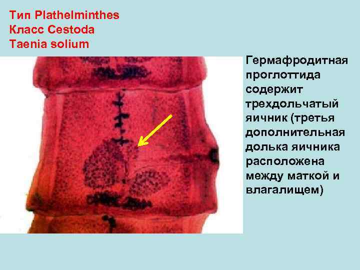 Тип Plathelminthes Класс Cestoda Taenia solium Гермафродитная проглоттида содержит трехдольчатый яичник (третья дополнительная долька
