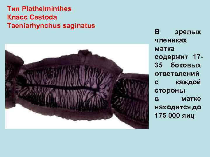 Тип Plathelminthes Класс Cestoda Taeniarhynchus saginatus В зрелых члениках матка содержит 1735 боковых ответвлений