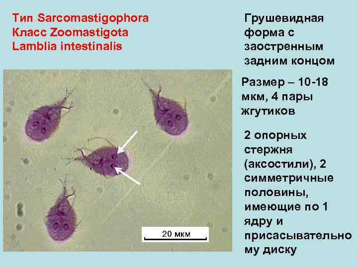 Тип Sarcomastigophora Класс Zoomastigota Lamblia intestinalis Грушевидная форма с заостренным задним концом Размер –