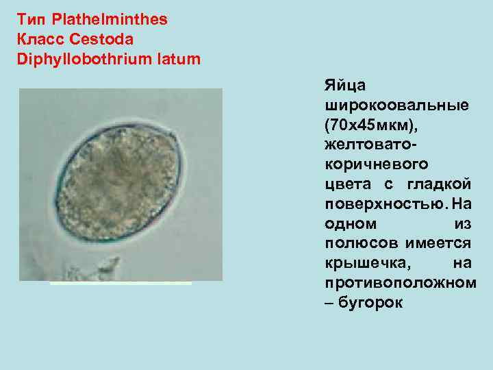 Тип Plathelminthes Класс Cestoda Diphyllobothrium latum Яйца широкоовальные (70 х45 мкм), желтоватокоричневого цвета с