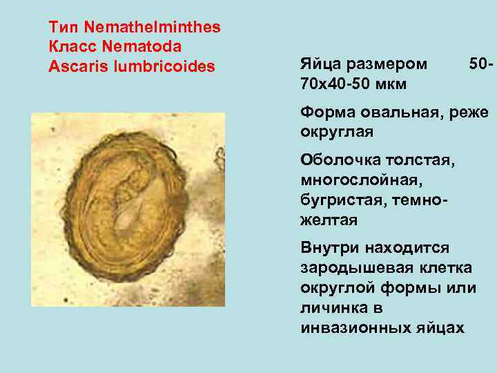 Тип Nemathelminthes Класс Nematoda Ascaris lumbricoides Яйца размером 70 х40 -50 мкм 50 -