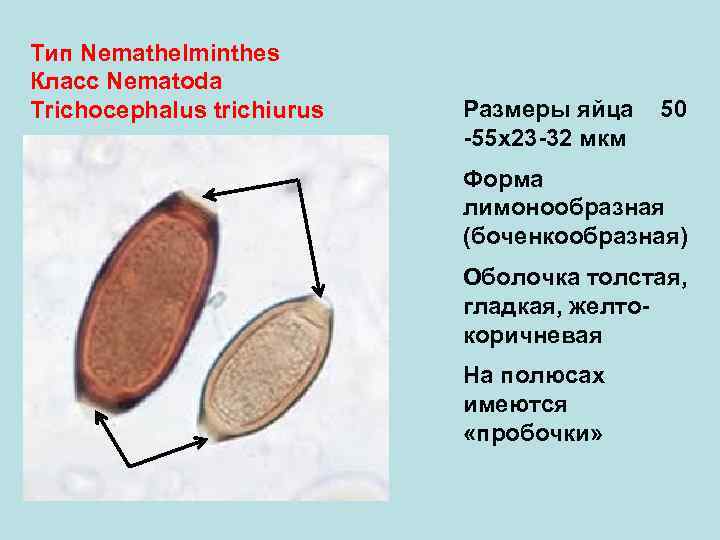 Тип Nemathelminthes Класс Nematoda Trichocephalus trichiurus Размеры яйца -55 х23 -32 мкм 50 Форма