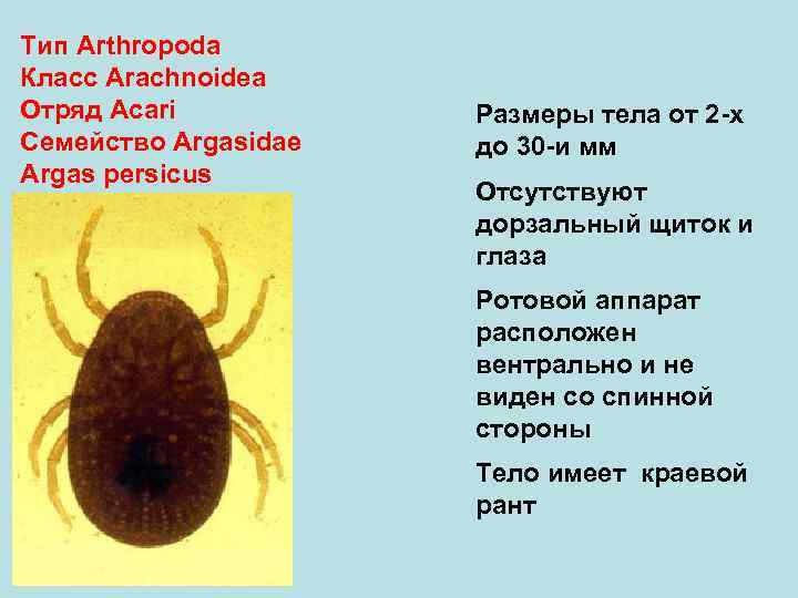 Тип Arthropoda Класс Arachnoidea Отряд Аcari Семейство Argasidae Argas persicus Размеры тела от 2