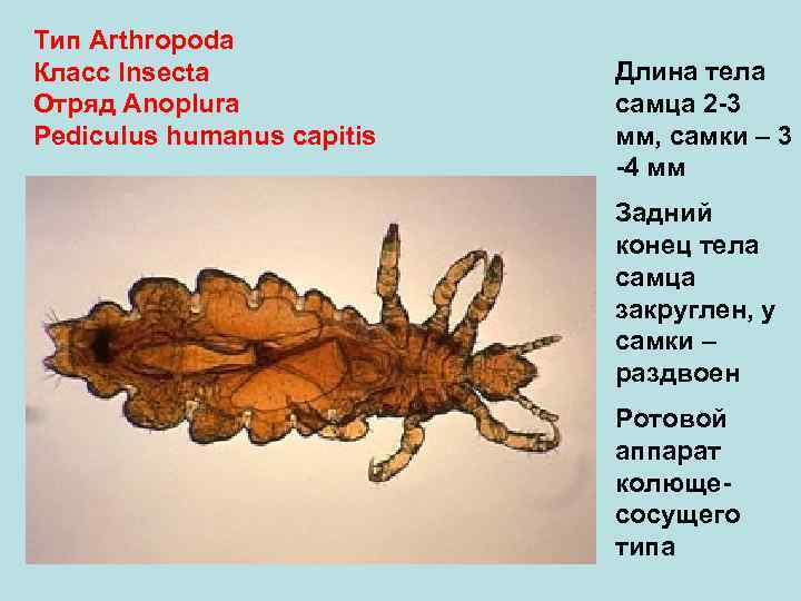 Тип Arthropoda Класс Insecta Отряд Anoplura Pediculus humanus capitis Длина тела самца 2 -3