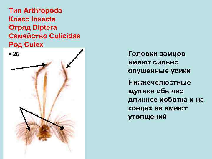 Тип Arthropoda Класс Insecta Отряд Diptera Семейство Culicidae Род Culex Головки самцов имеют сильно