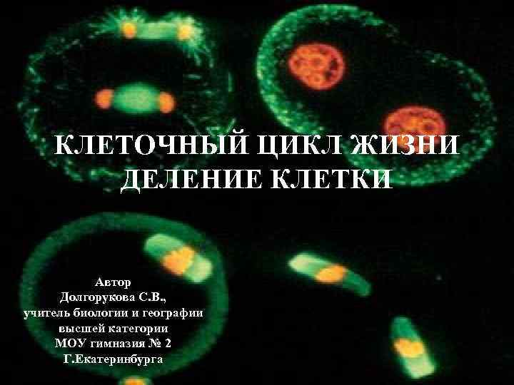 КЛЕТОЧНЫЙ ЦИКЛ ЖИЗНИ ДЕЛЕНИЕ КЛЕТКИ Автор Долгорукова С. В. , учитель биологии и географии