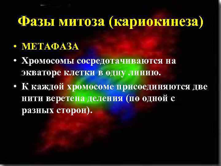Фазы митоза (кариокинеза) • МЕТАФАЗА • Хромосомы сосредотачиваются на экваторе клетки в одну линию.