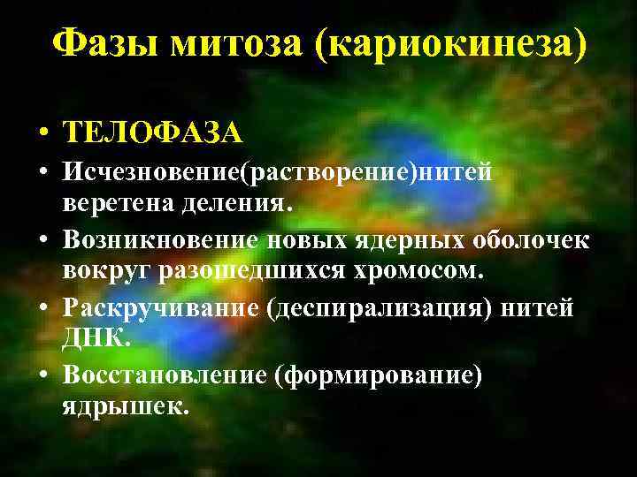 Фазы митоза (кариокинеза) • ТЕЛОФАЗА • Исчезновение(растворение)нитей веретена деления. • Возникновение новых ядерных оболочек