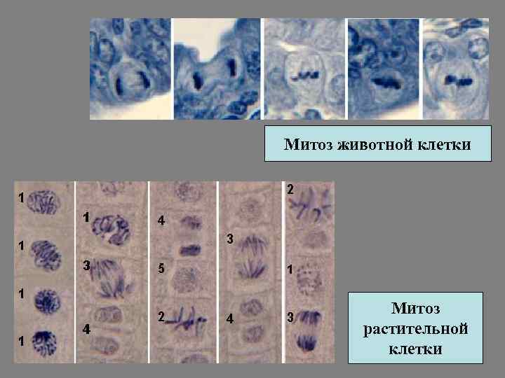Митоз животной клетки Митоз растительной клетки 