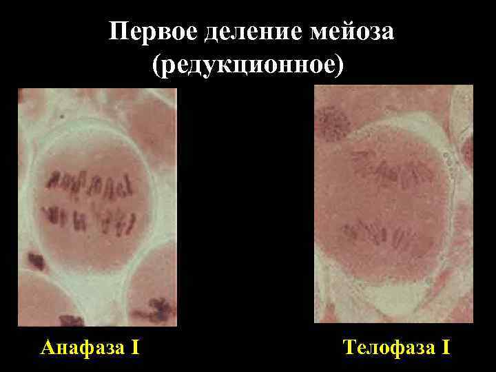  Первое деление мейоза (редукционное) Анафаза I Телофаза I 