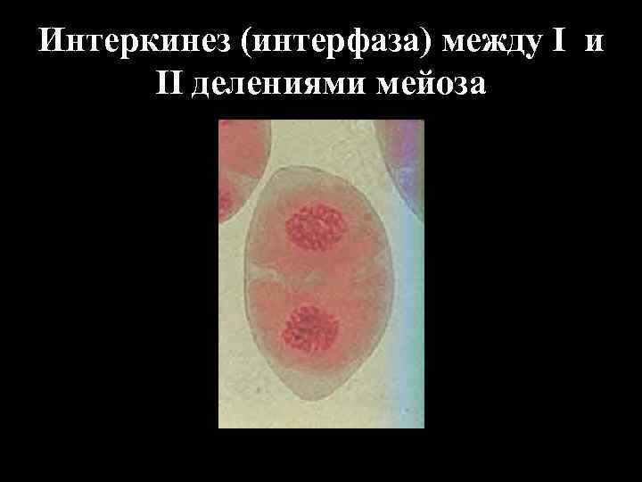 Интеркинез (интерфаза) между I и II делениями мейоза 
