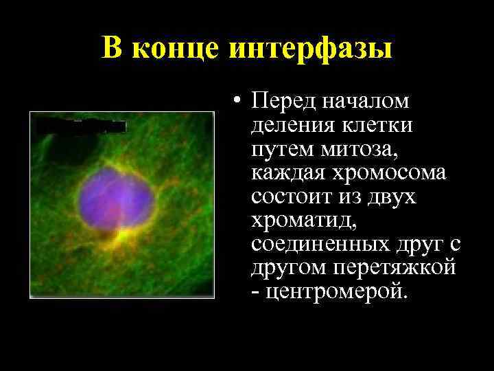 В конце интерфазы • Перед началом деления клетки путем митоза, каждая хромосома состоит из