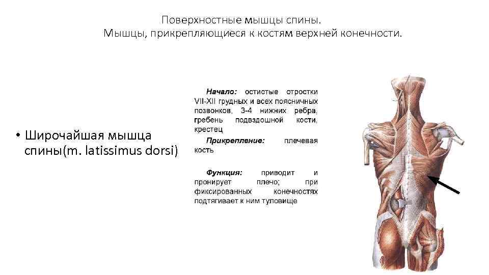 Поверхностные мышцы спины. Мышцы, прикрепляющиеся к костям верхней конечности. • Широчайшая мышца спины(m. latissimus