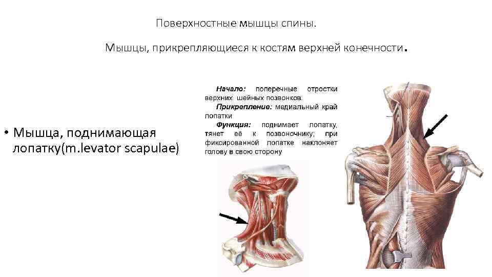 Поверхностные мышцы спины. Мышцы, прикрепляющиеся к костям верхней конечности • Мышца, поднимающая лопатку(m. levator
