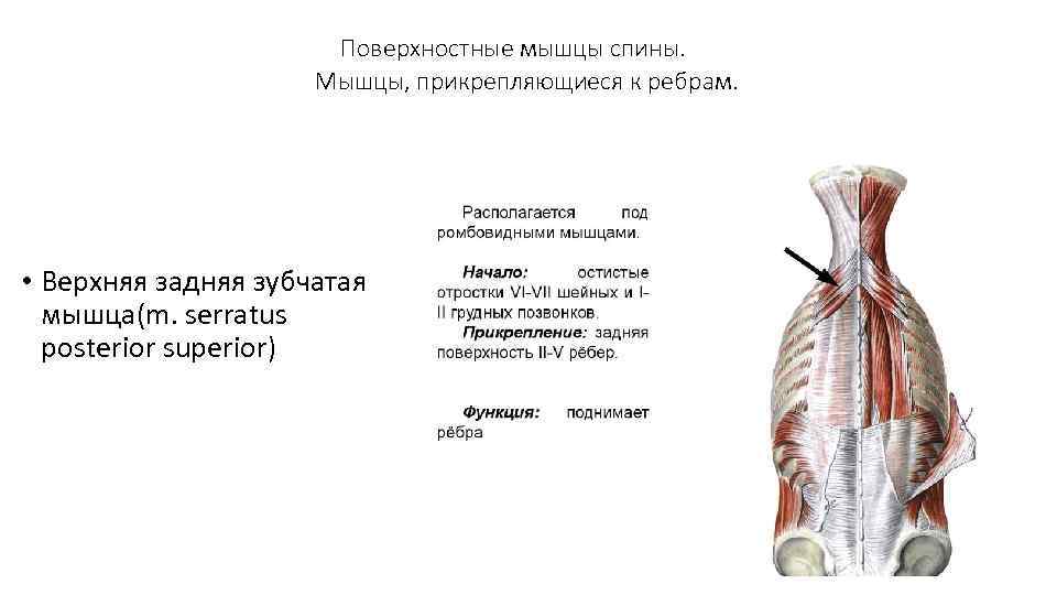 Поверхностные мышцы спины. Мышцы, прикрепляющиеся к ребрам. • Верхняя задняя зубчатая мышца(m. serratus posterior