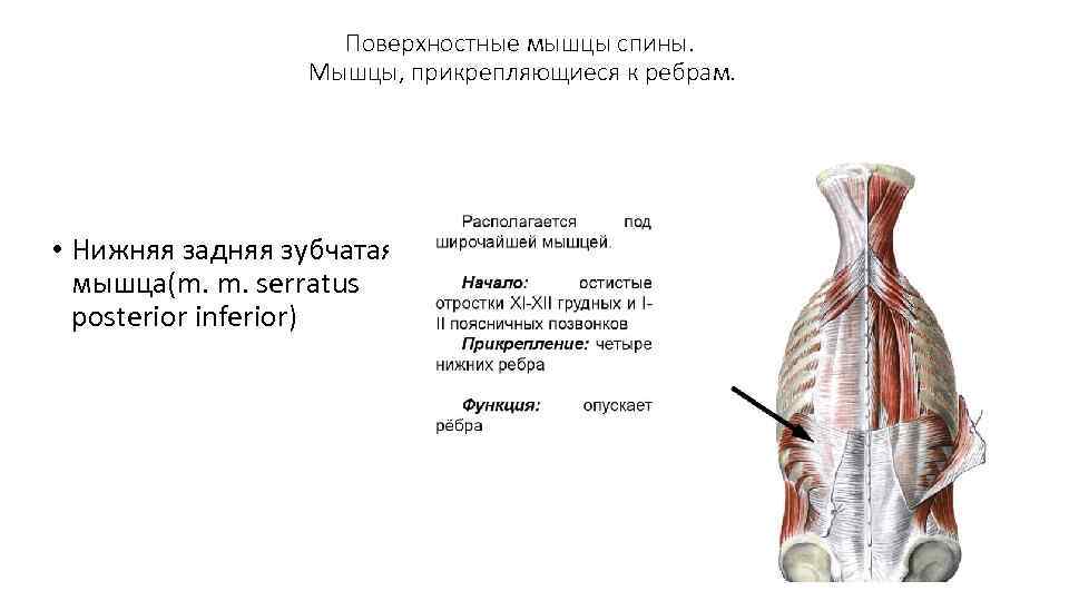 Поверхностные мышцы спины. Мышцы, прикрепляющиеся к ребрам. • Нижняя задняя зубчатая мышца(m. m. serratus