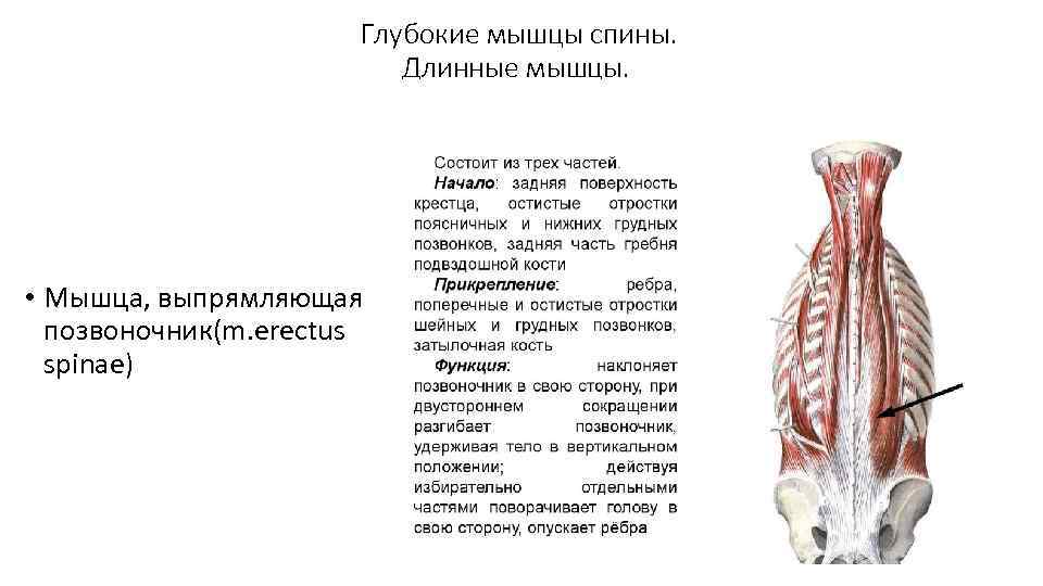 Глубокие мышцы спины. Длинные мышцы. • Мышца, выпрямляющая позвоночник(m. erectus spinae) 