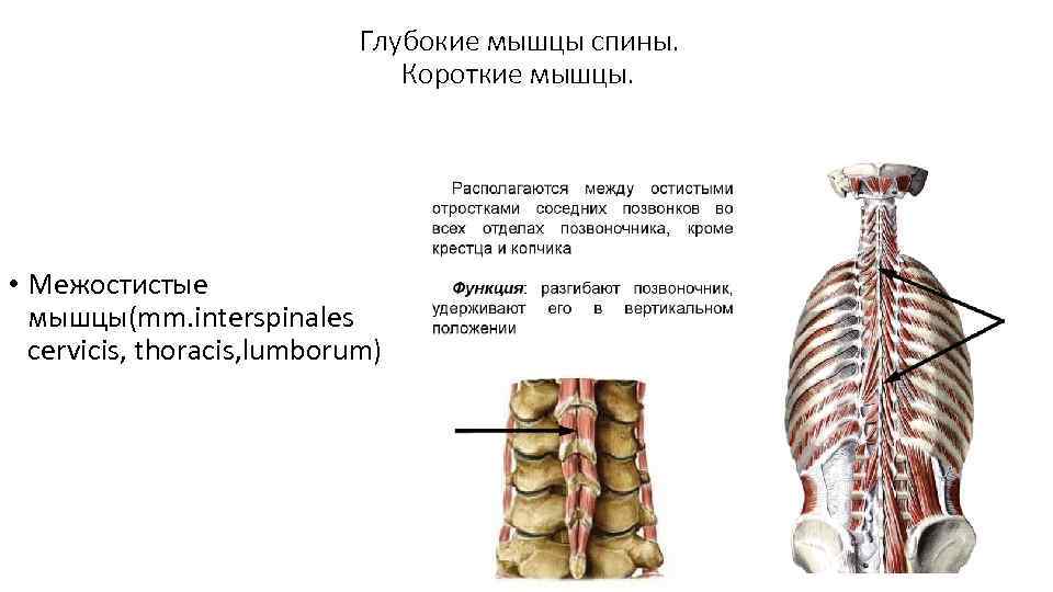 Глубокие мышцы спины. Короткие мышцы. • Межостистые мышцы(mm. interspinales cervicis, thoracis, lumborum) 