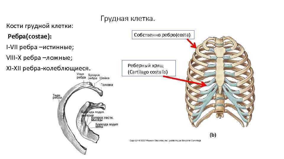 Кости грудной клетки: Ребра(costae): I-VII ребра –истинные; VIII-X ребра –ложные; XI-XII ребра-колеблющиеся. Грудная клетка.