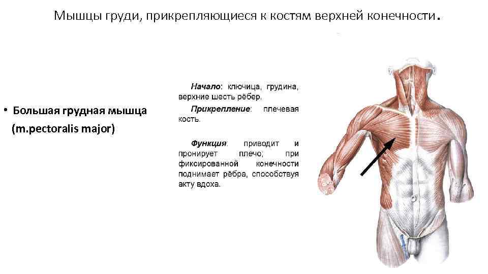 Мышцы груди, прикрепляющиеся к костям верхней конечности. • Большая грудная мышца (m. pectoralis major)