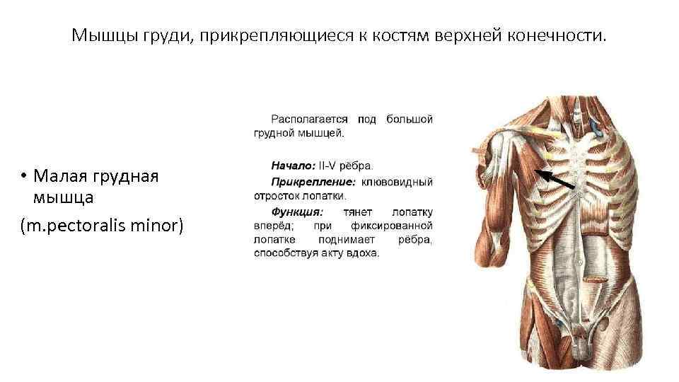 Мышцы груди, прикрепляющиеся к костям верхней конечности. • Малая грудная мышца (m. pectoralis minor)