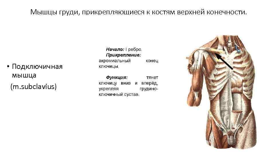 Мышцы груди, прикрепляющиеся к костям верхней конечности. • Подключичная мышца (m. subclavius) 