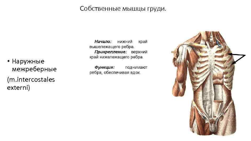 Собственные мышцы груди. • Наружные межреберные (m. intercostales externi) 